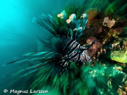 Lionfish on the hunt by Magnus Larsson 